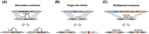 Figure 6. Strategies to limit target site resistance. Schematic representation of some of the alternatives proposed to reduce the chance of resistance to homing-gene drives. (a) Alternative nucleases such as FokI-dCas9 fusion proteins retain the ability to cleave a sequence of DNA proximal to the target sites. Cleavage-induced mutations or pre-existing polymorphisms at the cut site, and outside the target, do not prevent further cleavage and homing [Citation78]. (b) Target sites can be selected based on nucleotide sequence conservation or the likelihood that micro-homology mediated end-joining will generate null alleles. Mutations that may prevent cleavage are mostly null and get removed from population. (c) Multiple gRNA-expression cassettes or nuclease able to process its own CRISPR-RNA (crRNA), such as Cpf1, can be used to target multiple sites within the target gene. Mutations that prevent cleavage must simultaneously occur at all target sites to inhibit homing. Mutation occurring in only some of the targets can be removed during the homing-process stimulated by the cleavage of the intact sites.