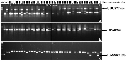 Figure 5. Segregation of ISSR marker UBC8722000 (a), random amplified polymorphic DNA marker OPA09910 (b) and SSR marker HASSR219b (c) in a set of 37 F2 progenies. Lanes: M, 250 bp step up ladder, Cc = susceptible parent (Cajanus cajan cv. ICP-26) and Cs = resistant parent (Cajanus scarabaeoides, acc. ICPW-94). Reaction to blue butterfly and plume moth (■, resistant to both pests, □, susceptible to both pests and, susceptible to one of the pests) was indicated on the top of the lanes of 37 F2 lines.