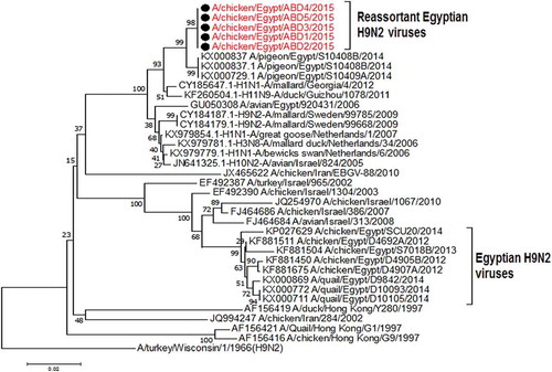 Figure 4. Phylogenetic tree of PB1 gene for 5 selected Egyptian viruses labeled with red taxa showed highly genetic relatedness with A/pigeon/Egypt/S10409A/2014 and H1N1 virus from Georgia in 2012 and the H9N2 viruses from Sweden in 2009.