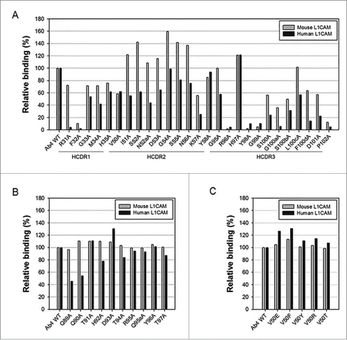 Figure 1. Antigen-binding activities of Ab4 mutants for human (black bars) and mouse (gray bars) L1CAM. Each mutant with alanine replacement in the HCDRs (A) or LCDR3 (B) or other mutation at Val50 in the HCDR2 (C) was subjected to indirect ELISA. Relative binding percentage of each mutant compared to Ab4 is shown.