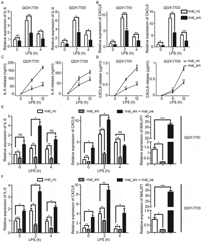 Figure 3. Knockdown of MALAT1 decreases LPS-induced IL-6 and CXCL8 expression in HCC cells. HCC cells, QGY-7701 and QGY-7703, were treated with mal_nc or mal_sm at 50nM for 48h. A, B) mRNA levels of IL-6 A) and CXCL8 B) in QGY-7701 and QGY-7703 cells were examined by RT-qPCR after exposure to LPS (1μg/ml) for 0 h, 2 h and 4 h respectively. C-D) Protein production of IL-6 C) and CXCL8 D) from QGY-7701 and QGY-7703 cells were determined using ELISA in response to LPS (1μg/ml) stimulation for 0 h, 6 h and 12 h. E-F) Transfection of 1 μg MALAT1 overexpression plasmid for 48 h after mal_nc/mal_sm transfected, relative expression of IL-6 and CXCL8 in QGY-7701 E) and QGY-7703 F) cells were examined by RT-qPCR after LPS (1 μg/ml) treatment for 0 h, 2 h and 4 h. GAPDH was used as an internal reference for RT-qPCR. Data are shown as mean± s.e.m. (n = 3). *P < 0.05, **P < 0.01, ***P < 0.001.