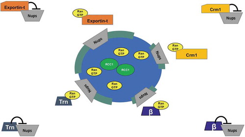 Figure 6. A model for Exportin action in nuclear pore assembly.