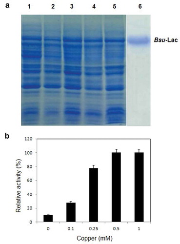 Figure 3. Expression levels and laccase activity comparisons in E. coli cells grown in the presence of various concentrations of copper. (a) Coomassie brilliant blue stained 12% SDS-PAGE showing expression levels at 17 °C. Lanes 1–5, soluble lysates of the cells grown in the presence of 0, 0.1, 0.25, 0.5 and 1 mM copper, respectively; lane 6, purified rBsu-Lac. (b) Comparison of relative activity of rBsu-Lac produced in E. coli cells grown in the presence of different concentrations of copper. Values are the averages from three measurements, and bars indicate the SD values.