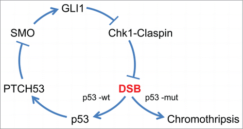 Figure 2. A model for the suppression of chromothripsis by p53. The oncogenic signals that arise upon activation of the canonical Hh pathway are generated by the mammalian ortholog of Smoothened (SMO). Active SMO triggers the upregulation of the transcription factor GLI1, which is itself a transcriptional target of the Hh pathway. The robust activation of GLI1 then disrupts the Chk1-Claspin interaction and thereby triggers chromosome breakage, possibly at common fragile sites. In cells that retain functional p53, the DNA strand breaks (DSB) generated by GLI1 trigger expression of PTCH53, which antagonizes SMO. Thus, p53 acts to dampen a cycle that could otherwise rapidly lead to extensive numbers of DNA strand breaks. Chromothripsis could arise in a stochastic manner if this feedback loop were to be interrupted by mutational loss of p53.
