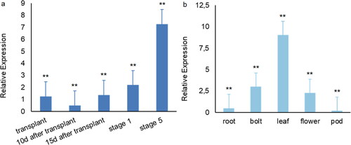 Figure 4. BrcSOC1 expression during different developmental stages (a) and in different tissues (b) in B.rapa line 75#.Note: Mean values and SDs were obtained from three biological and three technical experiments with consistent results. Asterisks indicate significant differences among different stages and different tissue parts (**P < 0.01, Duncan’s test)