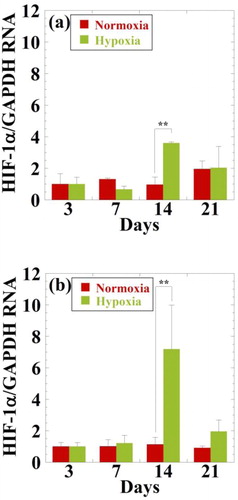Figure 2. Effect of oxygen concentrations on gene expression of HIF-1α for hMSCs (a) and hMSCs cultured with NRL nanoparticles of 0.32 mg/mL at different time interval (3, 7, 14, and 21 days). Data were normalized to the data at day 3 and were expressed as mean ± SD (n = 3). **p < 0.01.