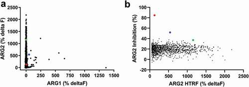 Figure 1. High throughput screening of ARG2 phage display round two outputs identified large numbers of human ARG2-specific binders, but few ARG2 inhibitors. Representative results illustrating that (a) clones sampled from ARG2 phage display selection outputs are highly specific for binding to ARG2 and not its paralogue, ARG1. (n = 1593/4400; ARG2 deltaF >100%, ARG1 deltaF <100%). In contrast, selection outputs contained (b) significantly fewer clones with an ability to inhibit recombinant human ARG2 (n = 1235). Lead candidate clones are highlighted: C0020185 (Display full size), C0020186 (Display full size) and C0020187(Display full size). Figure 1(a,b) represent combined screening data from at least two independent experiments. Direct binding of scFv to biotinylated recombinant human trimeric ARG1 or ARG2 was measured using a HTRF® assay. ARG2 enzymatic activity measured in vitro by coupling ARG2-specific production of urea to colorimetric change. Each clone tested as a single data point. An irrelevant control scFv was included with each HTRF® and enzyme inhibition assay as a measure of nonspecific binding and nonspecific ARG2 inhibition, respectively (CEA6; mean percentage deltaF: 0.3 ± 1.9 and mean percentage ARG2 inhibition: 21.0 ± 3.9). The mean HTRF® percentage deltaF value (± standard deviation) for ‘maximum binding signal’ control wells (i.e. ARG2 incubated with an anti-ARG2 scFv, C0020100) was: % deltaF 386 ± 11. The mean percentage ARG2 inhibition value (± standard deviation) for ‘maximum ARG2 inhibition’ control wells (i.e., ARG2 incubated with CEA6 scFv but no L-Arginine) was: 0.39% ± 0.03%. All test and control scFv screened as unpurified periplasmic preparations.