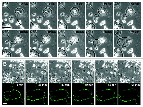 Figure 3. Filopodium-mediated fusion of osteoclats. (A) DIC imaging of the filopodium-mediated fusion between osteoclasts. RAW 264.7 cells were induced osteoclastogenesis by RANKL. Time-lapse recordings delineate the sequence of cell-cell recognition, an intermediate stage, fusion of the cell bodies, and the reshaping of the fused cell. See text for details. The arrow indicates the filopodium. (B) Dynamics of podosome rings during the filopodium-mediated fusion. RAW 264.7 cells were transfected with EGFP-actin and induced osteoclastogenesis by RANKL. At time 0 min, two osteoclasts were linked with a filopodium (arrow). Two podosome belts in the linked cells maintained their independence until the fusion of the cell bodies. Images were retrieved every 2 min. Upper panel, DIC images. Lower panel, EGFP images. Bars, 50 mm.