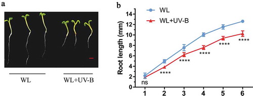 Figure 1. UV-B inhibited the root growth of Arabidopsis. Wild type (Col-0) was grown under continuous white light or white light with UV-B for 6 d. (a) UV-B inhibition of the root growth of Arabidopsis seedlings; (b) the root length of Arabidopsis under white light or white light with UV-B; WL: White light; WL+UV-B: White light with UV-B, scale bar = 1 mm. Data are expressed as mean values ± standard errors from three replicates, and error bars represent standard errors. The symbol ‘*’ indicates statistical difference P < 0.05, and the symbol ‘****’ indicates statistical difference P < 0.0001 (paired t test, P < 0.05).