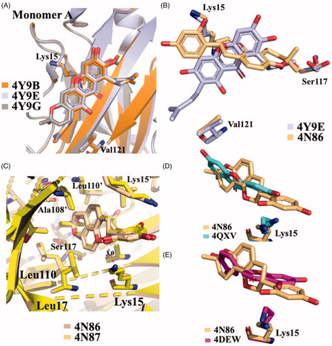 Figure 8. Structural analysis of xanthonoid and isoflavanes derivatives. (A) Superposition of V30MTTR-α-M (4Y9B), V30MTTR-γ-M (4Y9E), and V30MTTR-3-isomangostin (4Y9G). (B) Diagonal binding mode of γ-M compare to glabridin (4Y9E versus 4N86). (C) Comparison between TTR-glabridin crystal complex wild type and V30M mutant, 4N86, and 4N87, respectively. (D and E) Superposition of ligands in wt-TTR-glabridin and the two deposited structures of TTR-LUT deposited in the PDB data bank.