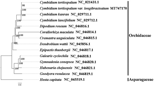 Figure 1. The best ML phylogeny recovered from 14 complete plastome sequences by RAxML. Accession numbers: Cymbidium tortisepalum var. longibracteatum MT747170, Cymbidium tortisepalum NC_021431.1, Cymbidium kanran NC_029711.1, Cymbidium lancifolium NC_029712.1, Dipodium roseum NC_046816.1, Corallorhiza maculata NC_046814.1, Cremastra unguiculata NC_046815.1, Dendrobium wattii NC_045856.1, Epipactis thunbergii NC_046817.1, Galearis cyclochila NC_046818.1, Gymnadenia conopsea NC_046820.1. Habenaria chejuensis NC_046821.1, Goodyera rosulacea NC_046819.1. Outgroups: Hosta capitata NC_045519.1.