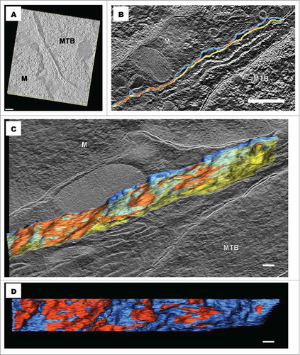 Figure 4. STEM tomography of intercellular contacts. (A) Reconstructed tomogram of a contact region between a macrophage (M) and a myoblast (MTB); (B) Tomogram section with superimposed drawn contours, highlighting the relatively spread out contact area. The macrophage membrane is shown in blue, the myoblast membrane in yellow and tight appositions in orange; (C) Overlay of one tomographic section and the 3D render of the macrophage-myoblast membranes, obtained from the segmentation data. Transparency was adjusted for the myoblast membrane (yellow), to allow viewing of contact regions; (D) 3D model, showing the macrophage membrane external surface and associated contact sites. These account for more than 30% of the total membrane surface. Scale bars represent 500 nm for images A and B, and 200 nm for images C and D.