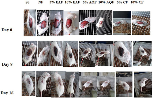 Figure 2 Wound repair at different post wounding days in excision wound of mice.