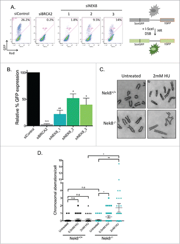 Figure 5. Nek8 is important for homologous recombination efficiency and the maintenance of genome stability. A. U-2 OS DR-GFP cells were transfected with siRNA (20nM). 24 h post transfection cells were transfected with pCBASce or control plasmids. GFP expression was detected and quantified via flow cytometry. Representative GFP+ population is denoted as a percentage. B. Quantification of U-2 OS DR-GFP assay using relative GFP expression (n = 3, +/- SEM, *p<.05, **p<.01). C. Representative images of metaphase chromosomes of Nek8+/+ and Nek8−/− MEFs treated with or without HU for 6 h and then released into fresh media for 16 h. The cells were then treated with colcemid and processed for metaphase analysis. D. Quantification of mean chromosome aberrations per metaphase (aberrations include: breaks, gaps, radials and other translocations) (n = 30 metaphases per sample, +/- SEM).