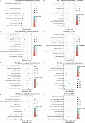 Figure 7. Functional enrichment analysis of differentially expressed genes. A: Pathways annotated on BP for up-regulated expressed genes. B: Pathways annotated on CC for up-regulated expressed genes. C: Pathways annotated on MF for up-regulated expressed genes. D: Pathways annotated on KEGG for up-regulated expressed genes. E: Pathways annotated on BP for down-regulated expressed genes. F: Pathways annotated on CC for down-regulated expressed genes. G: Pathways annotated on MF for down-regulated expressed genes. H: Pathways annotated on KEGG for down-regulated expressed genes