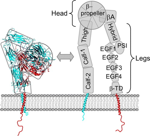 Figure 1.  Schematic view of integrin activation. The integrin α/β heterodimer is believed to convert between the bent structure of the resting state and the extended arrangement of the activated state. The crystal structure of the αvβ3 integrin ectodomain (1JV2 from the PDB) with the Gottschalk model of the α/β TM domain complex Citation[16] is shown as the inactive integrin. This figure is reproduced in colour in Molecular Membrane Biology online, where talin is coloured yellow, the αIIb subunit is cyan and the β3 integrin subunit is red. The nomenclature for the different integrin regions is indicated.