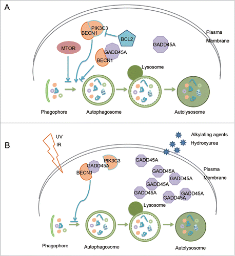 Figure 8. Regulation of GADD45A in autophagy in cancer cells. (A) In normal conditions, GADD45A directly interacts with BECN1 to destabilize the BECN1-PIK3C3 complex, and in turn abrogates the autophagy process. GADD45A is an important regulator of autophagy. (B) GADD45A can be induced by varieties of genotoxic stress agents, such as UVR, IR, alkylating agents and hydroxyurea. After radiotherapy and chemotherapy, GADD45A induced by stresses in cancer cells may dramatically inhibit autophagy to reduce tumor recurrence. Thus, GADD45A may be an important target in anticancer therapy.