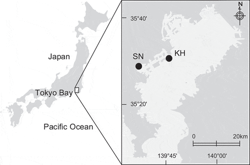 Figure 1. Location of the two artificial tidal flats where research was conducted in Tokyo Bay: Shiosai Nagisa and Kawasaki Hama, denoted in the figure as SN and KH, respectively