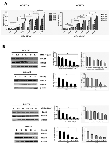 Figure 1 . LMK-235 induces apoptosis of DLBCL cells in a time and dose manner. (A) The DLBCL cell lines OCI-LY10 and OCI-LY3 cells were plated in triplicate and treated with 0, 0.5, 1.0, 1.5, 2.0 and 2.5 μmol/l LMK-235 for 12 hours, 24 hours, 36 hours and 48 hours, respectively. Flow cytometry was used to determine apoptosis.(B) OCI-LY10 and OCI-LY3 cells were treated with different concentration of LMK-235 (0.5, 1.0, 1.5, 2.0 and 2.5 μmol/l) for 24 hours,24 hours, 36 hours and 48 hours, and HDAC4 and HDAC5 protein levels were examined by Western blot .All experiments were conducted three times. Data are represented as mean±SD.*P<0.05,**P<0.01 versus the control group.