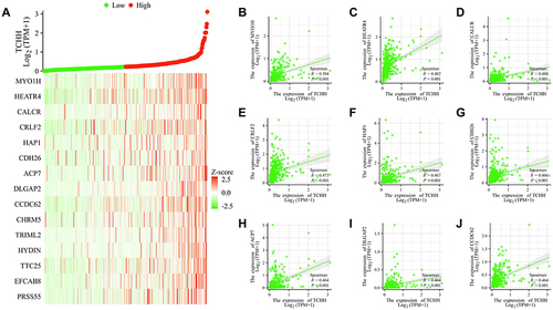 Figure 4 Top 15 genes positively correlated with TCHH expression in gastric cancer. (A)The gene co-expression heatmap of the top 15 genes positively correlated with TCHH in gastric cancer. (B–J) Correlation analysis of the top 9 genes and TCHH in the heatmap.