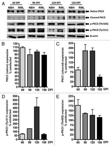 Figure 4. PKCδ activation in RML scrapie-infected mice. (A) Representative western blots for native, cleaved and phosphorylated PKCδ at 60, 90, 120 and 150 d post-infection (DPI). Densitometric analysis of western blots for changes in (B) Native PKCδ (C) Cleaved PKCδ (D) p-PKCδ (Tyr311) and (E) p-PKCδ (Thr505) upon RML infection at various time points. All data were normalized to NBH expression levels and are represented as mean percentage (± S.E.M.) of uninfected protein expression from at least three separate animals.