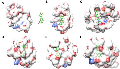 Figure 3 Another mode of interaction between luteolin and Fa-PEG-PCL copolymer in water environment. (A) The initial structure of a complex composed of luteolin and Fa-PEG-PCL copolymer; conformations (B–F), respectively represent 50 ps, 100 ps. Images of composites captured at 200 ps, 300 ps and 400 ps.