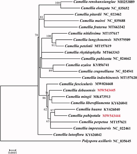 Figure 1. The maximum-likelihood phylogenetic tree was constructed based on 23 complete chloroplast genomes of Camellia. Polyspora axillaris was selected as an outgroup. Values above branches are maximum parsimony bootstrap percentages.