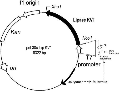 Figure 6. Map of the pET30a(+) – Lipase KV1 expression vector. Note: The lipase KV1 gene was cloned into the pET30a(+) vector between NcoI and XhoI restriction sites. This vector allows C-terminal fusion of recombinant protein with a His6 tag and contains a kanamycin resistant gene under the control of a T7 promoter.