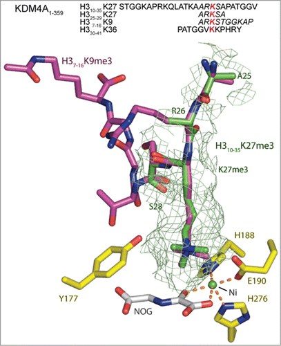 Figure 4. View from an X-ray crystal structure of the catalytic domain of KDM4A in complex with an H3K27me3 fragment peptide (PDB ID: 4V2W). The active site residues are highlighted in yellow. The visible residues of the 25mer H310–35K27me3 (green) peptide is shown overlaid with H3K9me3 (pink), as complexed with KDM4A (PDB ID: 2OQ6, nickel substituted for iron, and N-oxalylglycine substituted for 2OG). The position of the H3K27me3 residue of the fragment peptide correlates closely with that of H3K9me3 (and H3K36me3, Figure S18). However, in the H310–25K27me3 derived structure only the electron density for the tri-methyl lysine and the residues either side (H3R26 and H3S28) are clearly defined, suggesting the other residues are bound less tightly than the comparable H3K9 and H3K36 substrates. A second structure of a shorter 5 residue H325–29K27me3 peptide in complex with KDM4A (PDB ID: 4V2V) overlays well with that of the 25 residue peptide (Figure S19). The sequences for the H3K9, K27 and K36 peptides present in these crystal structures are included with residues for which electron density is observed in italics. The red lysine residue marks the position of the Nϵ-trimethylated lysine.