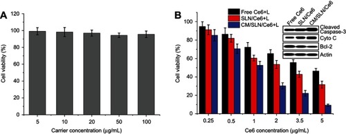 Figure 4 (A) Cytotoxicity of CM/SLN after 48 hours incubation with SGC7901 cells. (B) Cytotoxicity of free Ce6, SLN/Ce6 and CM/SLN/Ce6 (with laser irradiation) at different Ce6 concentrations against SGC7901 cells after 48 hours incubation. Inset images demonstrated the cleaved caspase-3, cytochrome C and bcl-2 levels in three groups (Ce6 concentration: 5 μg/mL).Note: Data were shown as mean ±SD (N=3).Abbreviations: Ce6, chlorins e6; CM, cellular membranes; SLN, silica nanoparticles.