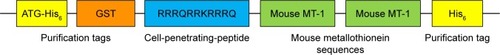 Figure 1 Schematic representation of the CPP-MT protein.Notes: The mouse MT-1 sequences (green) were fused at their N-terminus to the cell penetrating peptide RRRQRRKRRRQ (blue) to facilitate membrane permeation. Two His6 tags (yellow) and a GST tag (orange) were added for affinity purification and immunodetection.Abbreviations: CPP, cell-penetrating peptide; MT, metallothionein.