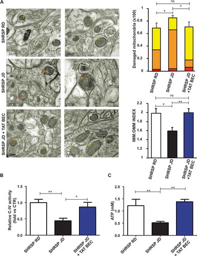 Figure 6. Tat-Beclin 1 rescued mitochondrial ultrastructural damage and function in brains of JD-fed SHRSP. (A) Evaluation of ultrastructural damage in mitochondria from SHRSP brain tissue; representative micrographs of mitochondria (left) and graphical representation of the ultrastructural damage (n = 4 for each group). Legend: Gx, grade of mitochondrial (Mt) damage; IMM, inner mitochondrial membrane; OMM, outer mitochondrial membrane. Student T test: *p < 0.05 **p < 0.01; ns, not significant. (B-C) Evaluation of mitochondrial function in brains of SHRSP fed with RD (n = 4), JD (n = 6) and JD plus Tat-Beclin 1 (n = 4) (TAT-BEC): complex IV activity (B) and mitochondrial ATP levels (C). Results are presented as mean values ± SEM; *p < 0.05 **p < 0.01 for the indicated comparisons.