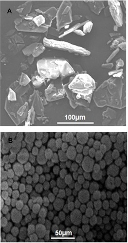 Figure 4 (A) Unprocessed NP at magnification of 500× and (B) NP-M1 optimized formulation (2000×).