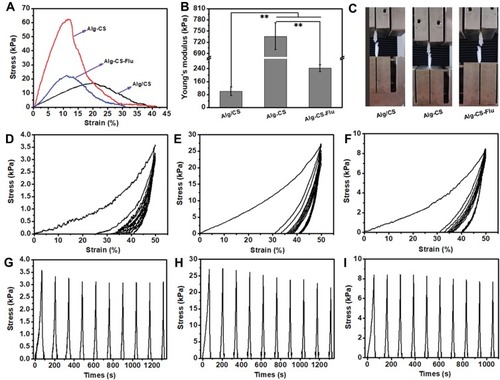 Figure 6 (A) Representative stress–strain curves; (B) Young’s modulus; (C) photographs of fracture of scaffold strips; cyclic tensile response curves at 50% deformation of (D) and (G), Alg/CS scaffold, (E) and (H) Alg-CS scaffold, and (F) and (I) Alg-CS-Flu scaffold in dry states. **indicates significant difference at p<0.01 level.