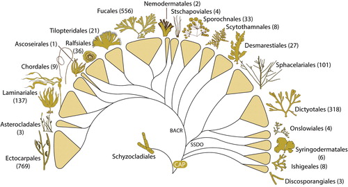 Figure 2. Phylogeny of the brown algal orders based on 12 markers (18S, 5.8S, 28S, atpB, psbA, psaB, psaA, rbcL, psbC, cox1, cox3, nad1). In brackets are the numbers of species within each order according to AlgaeBase (Guiry and Guiry, Citation2020). CAP: common ancestor of Phaeophyceae; SSDO: Sphacelariales, Syringodermatales, Dictyotales, Onslowiales clade; BACR: brown algal crown radiation.
