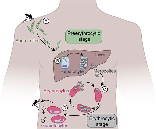 Figure 1 The P. falciparum life cycle and vaccine specific targets. Mosquito bite injects sporozoites into the circulation (A). Sporozoites travel to the liver and invade hepatocytes (B). Schizonts raptures sporozoites into the circulation hence invading erythrocytes (C). Merozoites enter the asexual stage forming gametocytes hence another cycle (D).