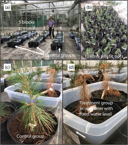 Figure 1. (a-b) In total 80 peat rooted pine seedling were subject to hydrological conditions corresponding to natural, ditched, and rewetted (plus a control group) conditions in a greenhouse located in Alnarp, Sweden. (c) The seedlings exposed to relatively dry conditions survived whereas (d) conditions corresponding to rewetted conditions caused stress and death for the plants.