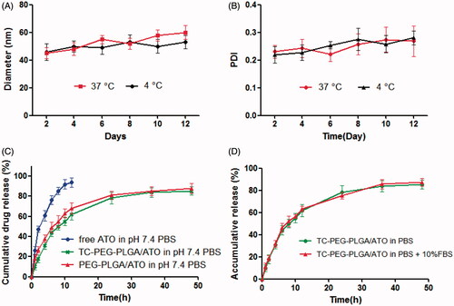 Figure 2. In vitro stability of TC-PEG-PLGA/ATO micelles at 4 °C or 37 °C. (A) Size and (B) PDI (mean ± SD, n = 3). (C) In vitro release profiles of free ATO, TC-PEG-PLGA/ATO and PEG-PLGA/ATO micelles at 37 °C in pH 7.4 PBS (mean ± SD, n = 3). (D) In vitro release profiles of TC-PEG-PLGA/ATO micelles at 37 °C in pH 7.4 PBS and pH 7.4 PBS containing 10% fetal bovine serum (mean ± SD, n = 3).