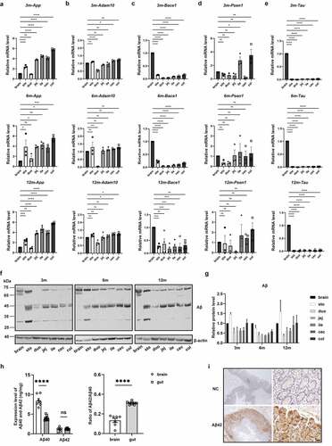 Figure 1. Gut is a significant source of Amyloid β. (a-e) Quantitative analysis of App, Adam10, Bace1, Psen1 and Tau mRNA levels in 3-, 6-, and 12-month-old mice by qPCR (n = 3 or 4). Stomach (sto), duodenum (duo), jejunum (jej), ileum (ile), cecum (cec) and colon (col) were compared with brain for statistical significance. (f-g) WB images and quantitative analysis of Aβ protein level in 3-, 6-, and 12-month-old mice (n = 3) using anti-Aβ antibody (Invitrogen, H31L21, 700254). (h) Quantitative analysis of Aβ40/42 in human brain (n = 7) and gut (n = 9) tissues by Electrochemiluminescence immunoassay. (i) IHC images of Aβ42 stained by an anti-Aβ42 antibody (biolegend, 12F4, 805503) in human colon tissues. Scale bar = 100 μm. NC: negative control, staining with no primary antibody. The postmortem brain tissues were obtained from the China National Health and Disease Human Brain Tissue Resource Center, while the human intestinal tissues adjacent to cancer were obtained from patients at the First Affiliated Hospital of Zhejiang University School of Medicine. Detailed information was provided in Supplementary Table 1. Values are presented as means ± S.E.M, ordinary one-way ANOVA test for (a-e), and unpaired t test for (h). *, P < 0.05; **, P < 0.01; ***, P < 0.001; ****, P < 0.0001.