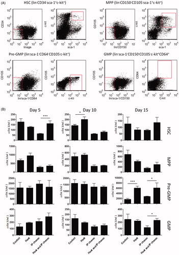 Figure 5. Variation of number of progenitor cells after treatment. The cell numbers of progenitor cell types in the bone marrow of mice were determined by multiplying the total cell counts with the proportion of each type of cell identified through flow cytometry analysis. (A) Gating criteria of HSCs and other progenitor cells. (B) Hyperthermia prevented HSC loss caused by IP chemotherapy at an early stage (Day 5). However, the effect of hyperthermia on preventing neutrophil progenitor loss, such as pre-GMP and GMP, could be detected only at a late stage (Day 15). Results are means ± standard error (n = 5 in each group). *p < .05, ***p < .001