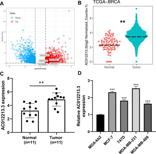 Figure 1 Identification of AC012213.3 through bioinformatics analysis and qRT-PCR.