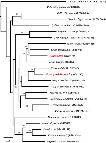 Figure 1. Maximum likelihood phylogenetic tree of 24 Satyrinae butterflies based on 13 protein coding genes: Neope goschkevitschii (LC541740), Lethe sicelis (LC541741) (this study), Ninguta schrenckii (KF881052) (Fan et al. Citation2016), Stichophthalma louisa (KP247523) (Hou et al. unpublished), Melanargia asiatica (KF906486) (Huang et al. Citation2016), Hipparchia autonoe (GQ868707) (Kim et al. Citation2010), Lasiommata deidamia (MG880214) (Li et al. unpublushed), Lethe confusa (KM244658), Mycalesis mineus (KM244676) (Tang et al. Citation2014), Pararge aegeria (KJ547676) (Teixeira Citation2016), Melanitis phedima (KF590538) (Wu et al. Citation2014), Neope pulaha (KF590543) (Wu et al. Citation2014), Lethe albolineata (KF881051), Davidina armandi (KF881046) (Xu et al. unpublished), Ypthima motschulskyi (MN242788), Neope muirheadii (MN242789), Mycalesis francisca (MN242790), Minois dryas (MN242787) (Yang et al. Citation2020), Triphysa phryne (KF906487) (Zhang et al. Citation2016), Callerebia suroia (KF906483), Elymnias hypermnestra (KF906484), Lethe dura (KF906485) (Zhang et al. unpublished), Oeneis urda (MN917147) (Zhou et al. Citation2020), Coenonympha amaryllis (MN756798) (Zhou unpublished). The number beside each node indicate bootstrap values in percentage based on 1000 replications.