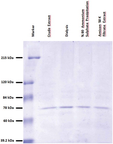 Figure 2. SDS-PAGE of β-glycosidase enzyme L. casei SC1 at various stages of partial purification.