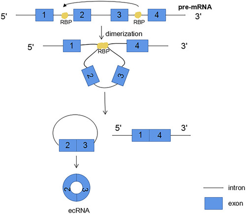 Figure 4 RNA binding proteins (RBP) bind to introns on both sides of the exon that forms circRNA. RBP dimerization promotes the back splicing process.