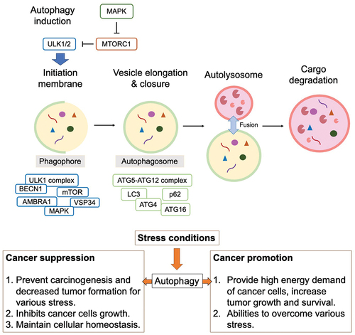 Figure 2. Dual role of autophagy in cancer suppression and promotion.