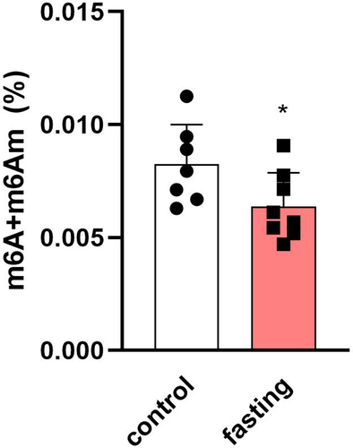 Figure 5. The difference between m6A/m methylation levels in total RNA from left ventricles of fasting rats. Values are means ± SD; n = 7–8; * p < 0.05 (t-test).