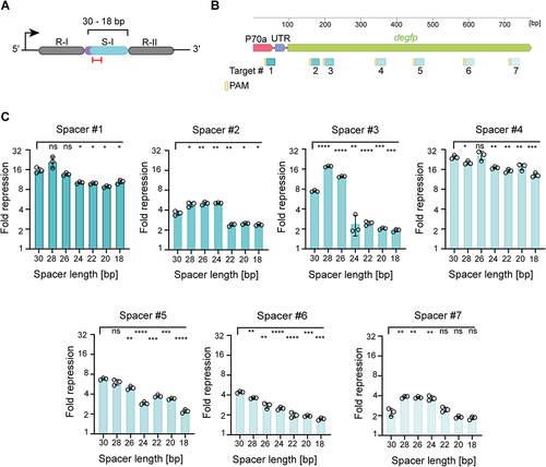 Figure 2. Systematic shortening of single-spacer CRISPR arrays demonstrates that smaller truncations can maintain targeted gene repression by dCas9 in E. coli.