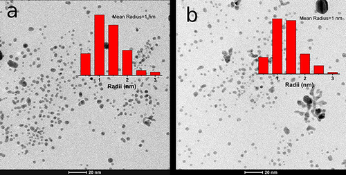 Figure 3 Transmission electron microscopy images and radii distributions of dextran-polyacrylamide/ZnO NPs from zinc sulphate (D-PAA/ZnO NPs(SO42-) (a), and zinc acetate (D-PAA/ZnO NPs (-OAc) (b).
