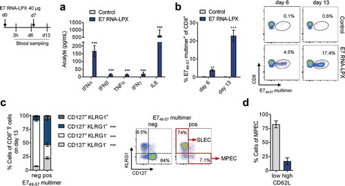Figure 1. E7 RNA-LPX immunization induces a strong antigen-specific effector and memory CD8+ T cell response in mice (a-d) Mice (n=5/group) were immunized twice with E7 RNA-LPX or NaCl (control) (d0, d7) and blood samples were harvested six days after each immunization (d6, d13). (a) Serum cytokines 3 h after first immunization were determined by multiplex immunoassay. (b-d) Flow cytometric characterization of de novo primed E749-57 MHC-class I multimer positive CD8+ T cells in the blood with regard to (b) their frequency and (c, d) their phenotype on d13. (c) Differential expression of CD127 and KLRG1 on E749-57 MHC-class I multimer positive (pos) and negative (neg) CD8+ T cells of E7 RNA-LPX immunized mice. (d) Differential expression of CD62L within KLRG1−CD127+ (MPEC) E749-57-specific CD8+ T cells. (b, c) Representative pseudocolor plots are shown. Significance was determined using (a, b) unpaired, two-tailed Student’s t-test and (c) two-way ANOVA, Bonferroni post-test. Mean±SD. SLEC: Short-lived effector cells; MPEC: Memory precursor effector cells; Tem: T effector memory cells; Tcm: T central memory cells.
