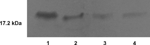 FIG. 3 SDS-PAGE gel of bFGF. Lane 1-bFGF standard. Lane 2–4-bFGF released samples from chitosan nanoparticles (15th min, 180th min, and 1440th min, respectively).